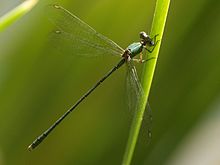 Lestes viridis mascle.jpg