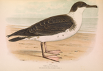 Thumbnail for File:OrnithologiaNeerlandica01Pl16.png