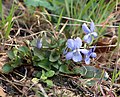 Viola riviniana, whole plant, found in Chemnitz, Germany