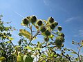 Arctium lappa (Große Klette)