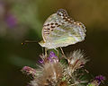 * Nomination Kaisermantel - Argynnis paphia, Weibchen (female) --Hockei 16:14, 5 January 2015 (UTC) * Promotion Good quality.--Famberhorst 16:57, 5 January 2015 (UTC)