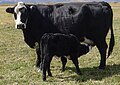 Category:Black Baldy cow and calf