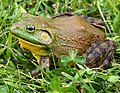 American Bullfrog, National amphibian of America