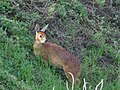 Raphicerus melanotis (cat) Female