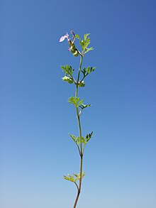 Teucrium botrys sl89.jpg