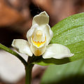 Cephalanthera damasonium Germany - Thuringia