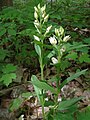 Cephalanthera damasonium Germany - Karlsruhe, Güterbahnhof