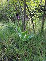 Orchis purpurea Germany - Saxony-Anhalt Saale-Unstrut-Triasland