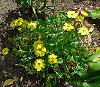 Oxalis luteola