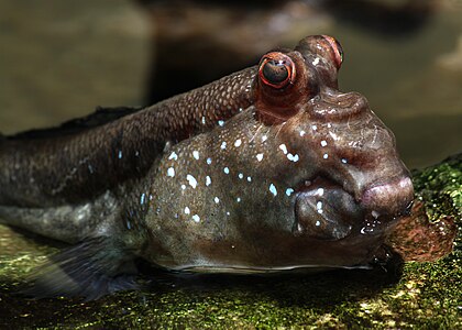 Periophthalmus sp. (Mudskipper)