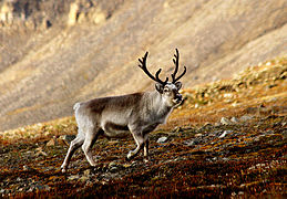 Rangifer tarandus platyrhynchus