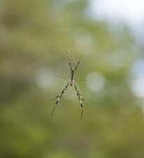 Trichonephila clavata