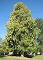 Cupressus funebris (Weeping Cypress)