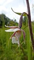 Epipactis palustris Germany - Plittersdorf