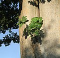 Ficus carica growing on Zelkova