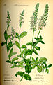 Veronica officinalis plate 502 A in: Otto Wilhelm Thomé: Flora von Deutschland, Österreich u.d. Schweiz, Gera (1885)