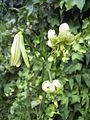 Lilium fargesii