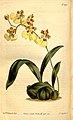 Gomesa bifolia (as syn. Oncidium bifolium) plate 1491 in: Curtis's Bot. Magazine (Orchidaceae), vol. 36, (1812)