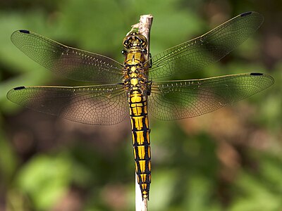 ♀ Orthetrum cancellatum (Black-tailed Skimmer)