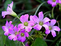 Oxalis rubra