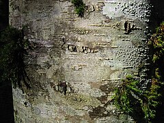 Red Alder (Alnus rubra)