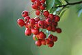 * Nomination A red berry. Koernerbroetchen 09:03, 13 March 2008 (UTC) * Decline Too shallow DOF, not identified. -- User:Ianare 18:51, 12 March 2008 (UTC)