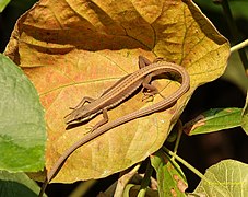 Takydromus sexlineatus 29865693.jpg