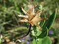 Fruiting plant