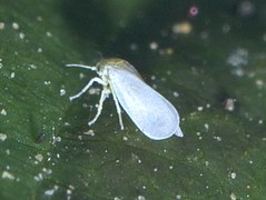 Aleyrodidae P1560597a.jpg