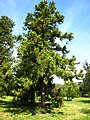 Arboretum de Chèvreloup in Rocquencourt