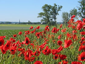 poppy (Papaveraceae)