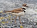 Image 71Killdeer at the South Cape May Meadows