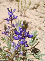 Lupinus caudatus (Kellogg's Spurred Lupin)