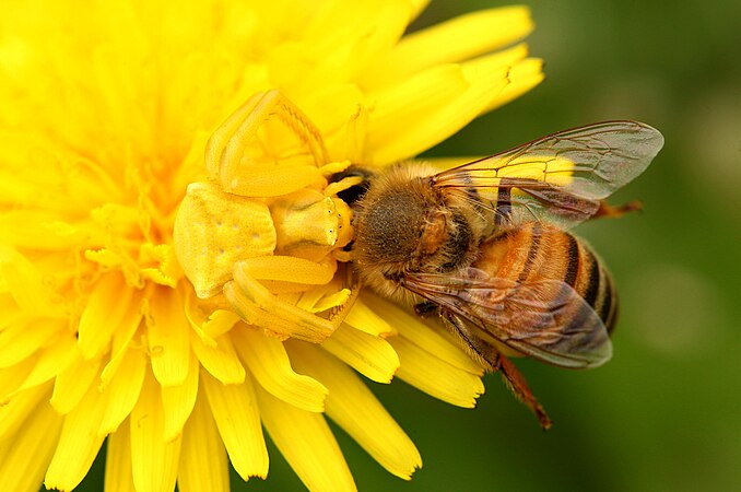 Thomisus onustus using camouflage to capture his prey. Photo by Maurizio Carlini