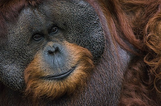 "Orangutan_Kalimantan.jpg" by User:Ridwan0810