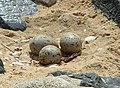 Eggs of an Haematopus ostralegus