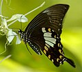 Papilio nephelus (Yellow Helen)