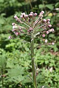 Petasites frigidus