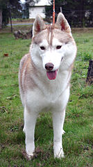 A Light Red Siberian Husky Bitch