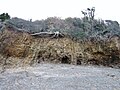 Roches plissées presque à la verticale dans les Monts d'Arrée (dans une ancienne carrière le long du "Circuit des carrières" au départ de Saint-Cadou (Sizun).