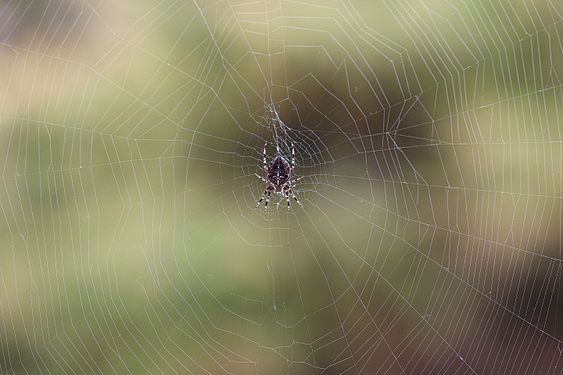 Wheel shaped web of the orb-weaver spider Araneus diadematus, with the spider in the centre