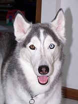 A Siberian Husky exhibiting Heterochromia