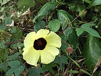 Hibiscus hispidissimus