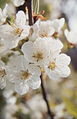 Close-up on flowers.