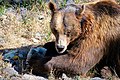 * Nomination Eurasian brown bear in parc animalier de Sainte-Croix (Moselle). --Musicaline 09:33, 10 January 2019 (UTC) * Promotion  Support Good quality, I had no idea Europe has bears --Trougnouf 01:17, 11 January 2019 (UTC)