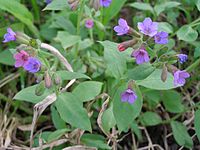 Pulmonaria obscura