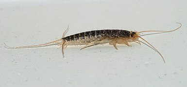 Silverfish 2007-2.jpg