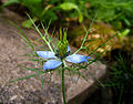 Nigella damascena