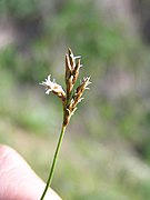 Carex praecox