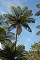 Waitakere Ranges, Auckland